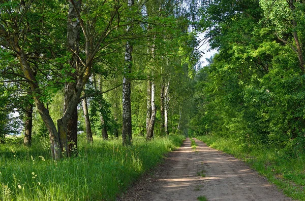 Nyomvonal Között Magas Zöld Fák Egy Erdőben — Stock Fotó