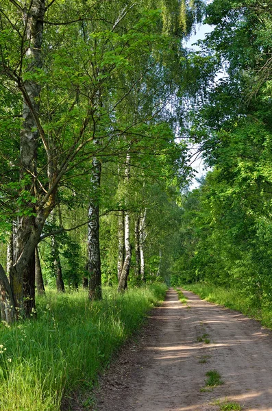 Stezka Mezi Vysokými Zelenými Stromy Lese — Stock fotografie