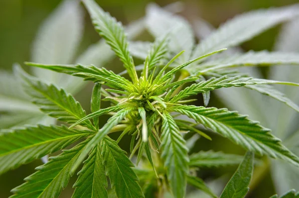 緑の大麻植物は鉢に成長する 医療用マリファナの栽培 — ストック写真