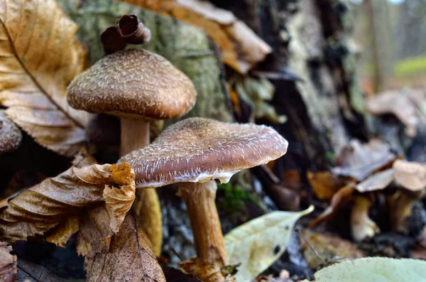 Jóvenes Hongos Silvestres Crecen Entre Musgo Bosque Otoño — Foto de Stock