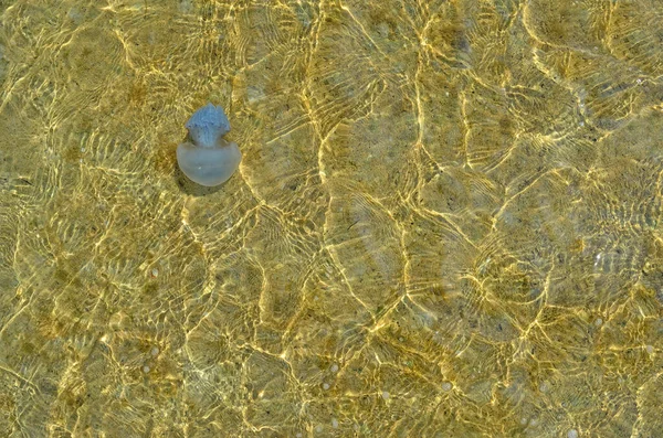 Las Medusas Nadan Agua Mar Clara Fondo —  Fotos de Stock