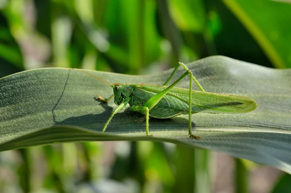 Green Grasshopper Locust Eats Young Leaves Corn — Stock Photo, Image