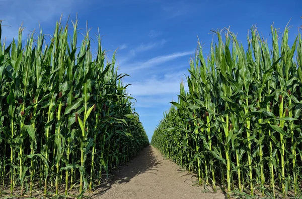 Campo Verde Maíz Joven Fondo Del Cielo Azul —  Fotos de Stock