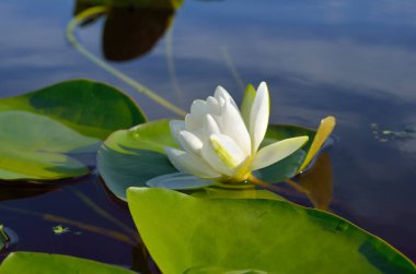 Beyaz nilüferler yaprakların arasında bir gölette çiçek açar.