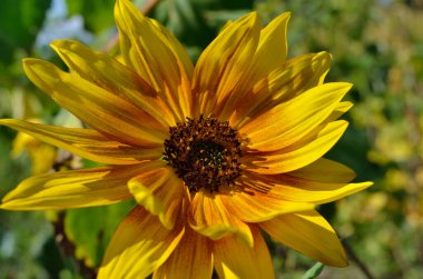 Yeşil yapraklı arka planda dekoratif ayçiçeği