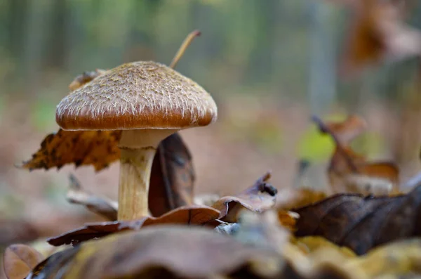 Junge Wilde Pilze Wachsen Herbstwald Moos — Stockfoto