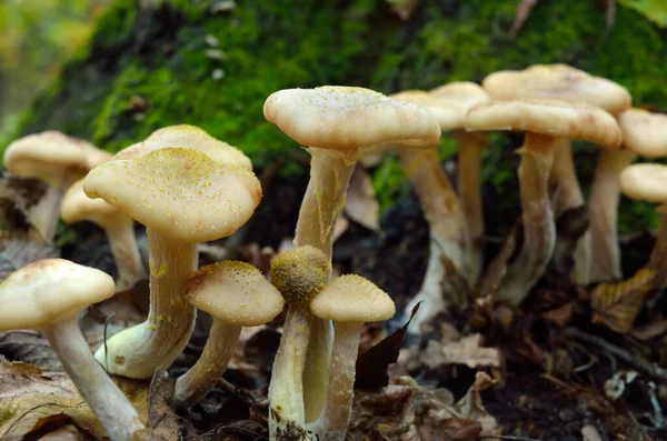 Jóvenes Hongos Silvestres Crecen Entre Musgo Bosque Otoño — Foto de Stock