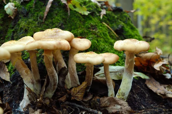 Jóvenes Hongos Silvestres Crecen Entre Musgo Bosque Otoño — Foto de Stock