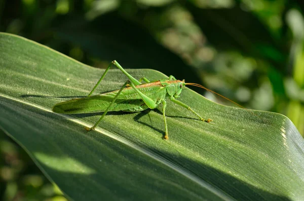 Green Grasshopper Locust Eats Young Leaves Corn — Stock Photo, Image