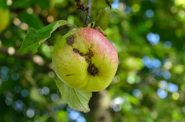 Grüne Äpfel Reifen Auf Einem Apfelbaum Zwischen Den Blättern — Stockfoto