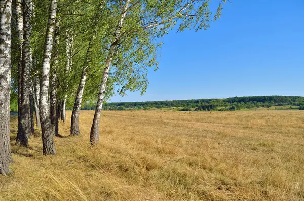 Birch Grove Egy Mezőn Szemben Kék — Stock Fotó