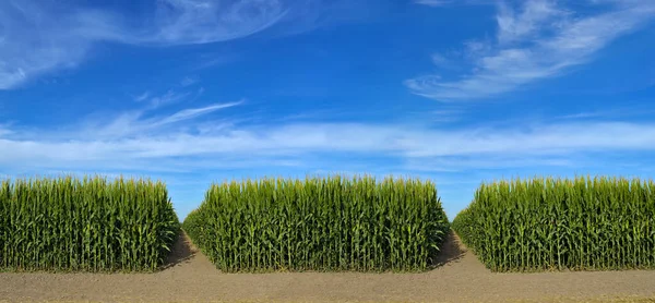 Campo Verde Maíz Joven Fondo Del Cielo Azul —  Fotos de Stock