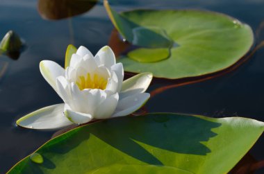 Beyaz nilüferler yaprakların arasında bir gölette çiçek açar.