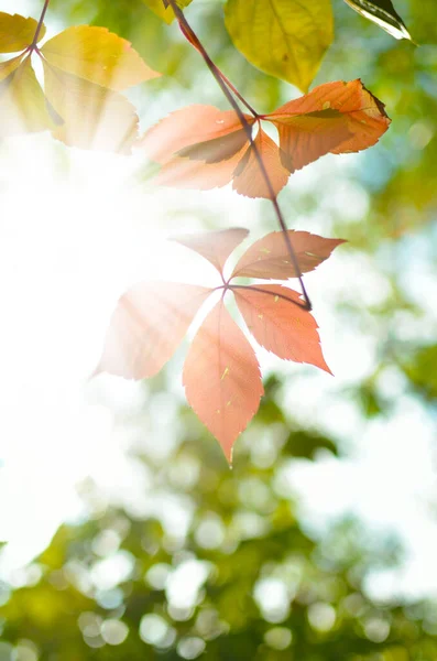 森の中の秋の木々の葉の変化 — ストック写真