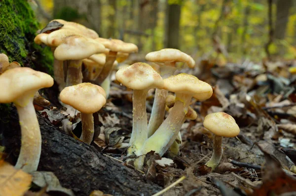 Setas Silvestres Crecen Bosque Otoño — Foto de Stock