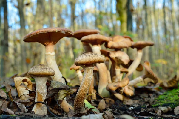 Wild forest mushrooms grow in the autumn forest