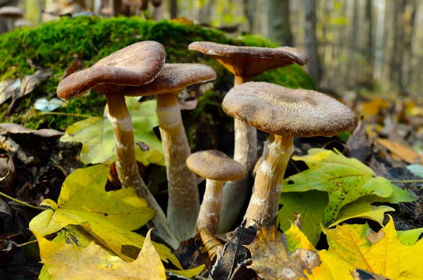 Grzyby Leśne Rosną Jesiennym Lesie — Zdjęcie stockowe