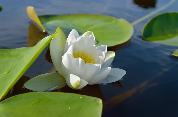 Biała Lilia Kwitnie Stawie Pośród Liści — Zdjęcie stockowe