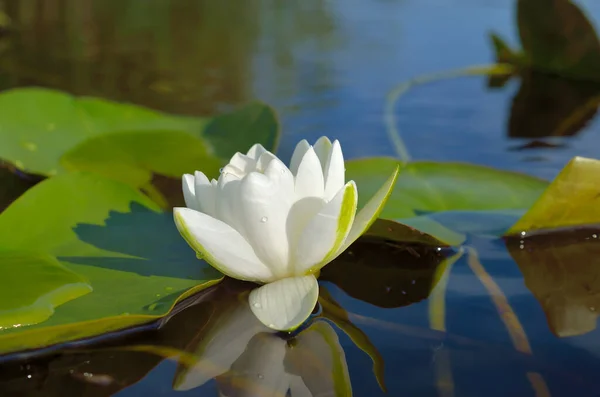 Biała Lilia Kwitnie Stawie Pośród Liści — Zdjęcie stockowe