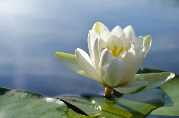 Белая Водяная Лилия Цветет Пруду Среди Листьев — стоковое фото