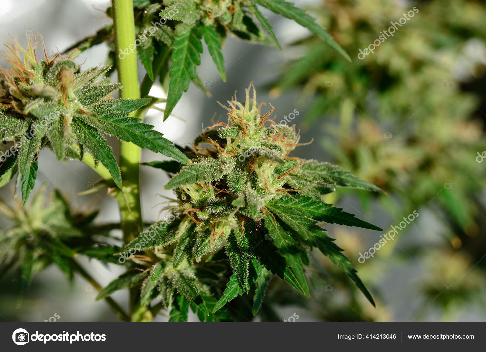 药用大麻的幼花在室内盛开 图库照片 C Oleksandrum79