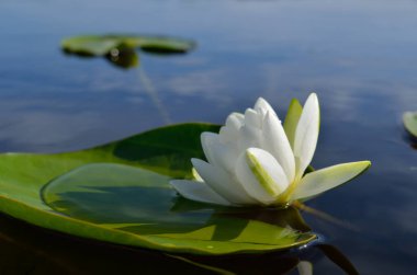 Beyaz nilüferler yaprakların arasında bir gölette çiçek açar.
