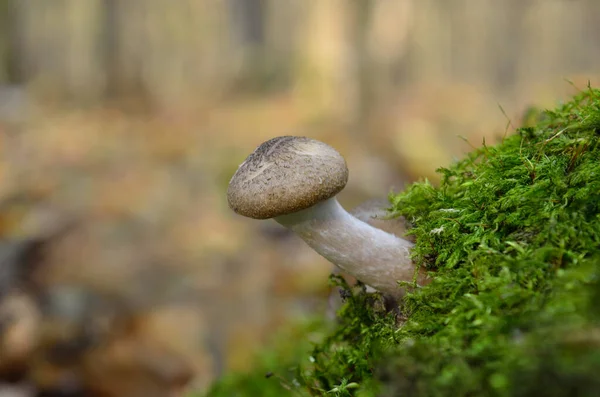 Cogumelos Florestais Selvagens Crescem Floresta Outono — Fotografia de Stock