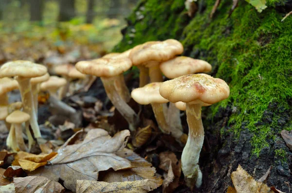 Wild forest mushrooms grow in the autumn forest — Stock Image Wild Forest Mushrooms Grow Autumn Forest Royalty Free Stock Photos