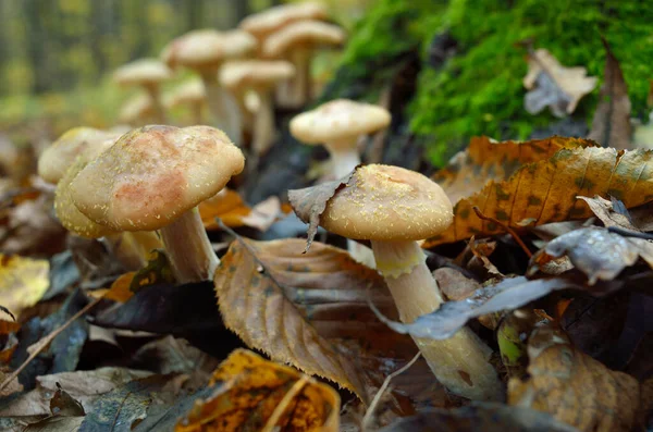 Wild forest mushrooms grow in the autumn forest — Stock Image Wild Forest Mushrooms Grow Autumn Forest Royalty Free Stock Images