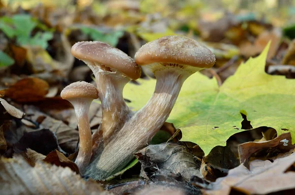 Mladé Divoké Houby Rostou Mezi Mechem Podzimním Lese — Stock fotografie