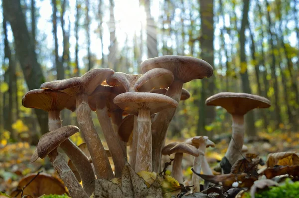Young, wild mushrooms grow among the moss in the autumn forest. — Stock Image Young Wild Mushrooms Grow Moss Autumn Forest Stock Picture