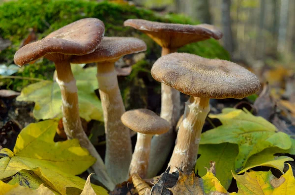 Young, wild mushrooms grow among the moss in the autumn forest. — Stock Image Young Wild Mushrooms Grow Moss Autumn Forest Stock Photo