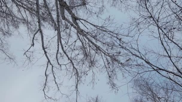 In the foreground are treetops with bird nests, trees without foliage. Birds fly across the sky and sit on trees. In the background is blue sky. — Stock Footage Foreground Treetops Bird Nests Trees Foliage Birds Fly Sky Sit Royalty Free Stock Video