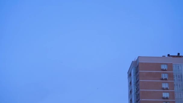 Seagulls gracefully flying in the sky in the city against the background of the building and the sky. — Stock Footage Seagulls Gracefully Flying Sky City Background Building Sky Royalty Free Stock Video