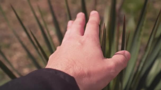 Mužská ruka se dotkne rostliny, palmy. Koncept jednoty s přírodou a ochrany přírody. Detailní záběr. Záběry 4k