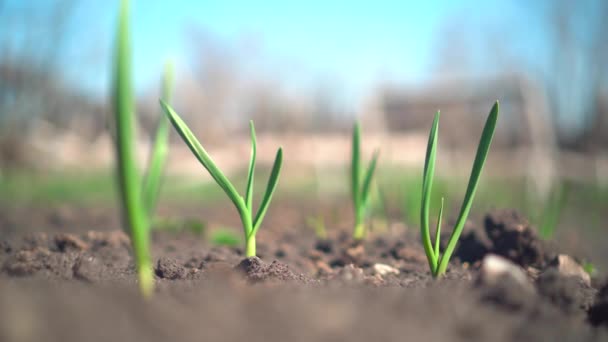 Growing green onions. A row of green onions growing in open ground.Close-up of the top of a green onion leaf on a blurred background — Stock Footage Growing green onions. A row of green onions growing in open ground.Close-up of the top of a green onion leaf on a blurred background Video Clip