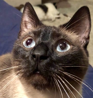 Kedi kedi kamera için poz adı