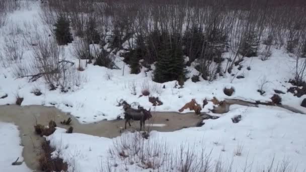 Wild Moose Eten Wetlands Van Alaska — Stockvideo