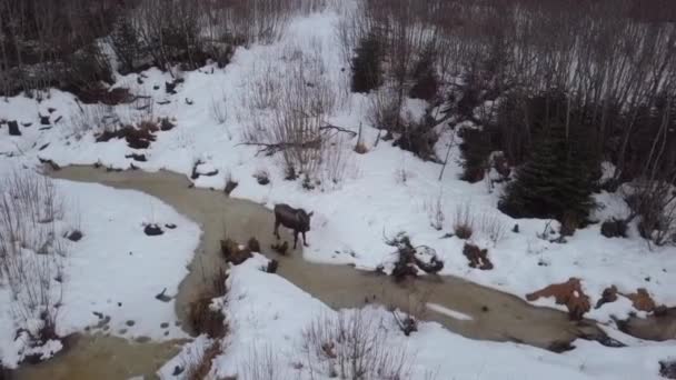 アラスカの湿地で食べる野生のムース — ストック動画