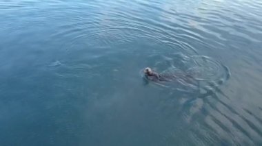 Deniz Aslanları ve Deniz Aslanları'nin soğuk Alaska 