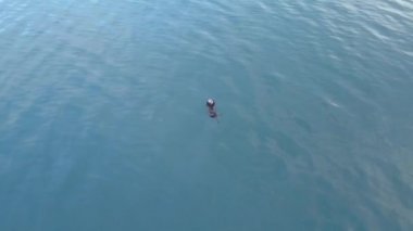 Deniz Aslanları ve Deniz Aslanları'nin soğuk Alaska 