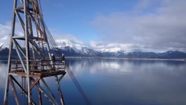 Лысые Орлы Тусуются Заброшенном Промышленном Оборудовании Причале Аляске — стоковое видео