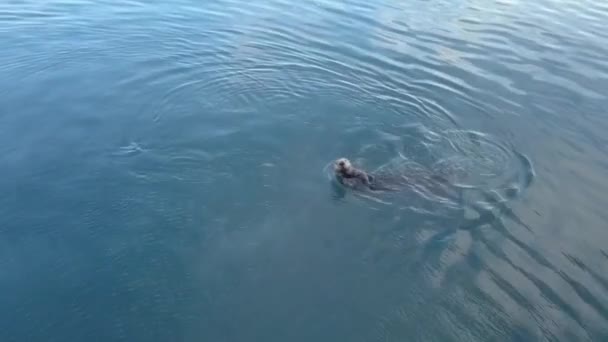 阿拉斯加寒冷水域中的海狮和海獭 — 图库视频影像