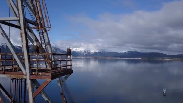 Лысые Орлы Тусуются Заброшенном Промышленном Оборудовании Причале Аляске — стоковое видео
