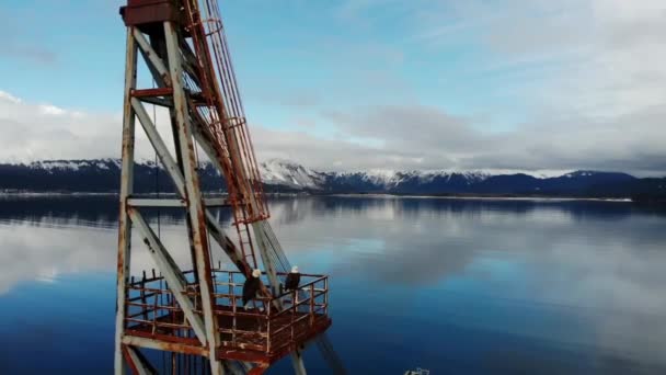 Bald Eagles Wiszące Porzucenia Urządzenia Przemysłowe Dock Alasce — Wideo stockowe