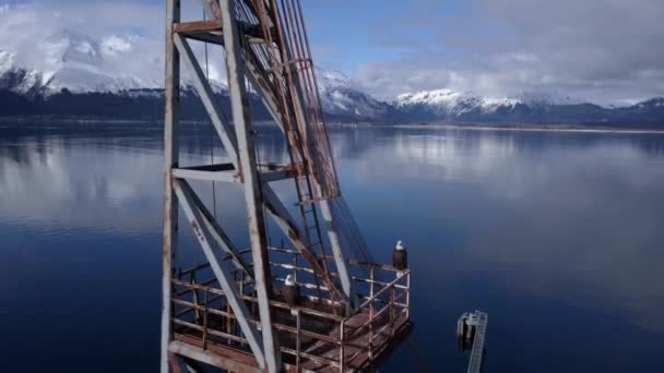 秃鹰在阿拉斯加的一个码头上闲逛废弃的工业设备 — 图库视频影像