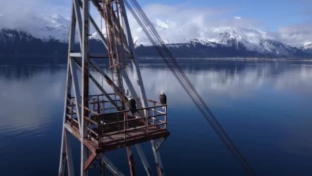Alaska Bir Dock Üzerindeki Endüstri Sanayii Donatımı Kel Kartallar Asılı — Stok video