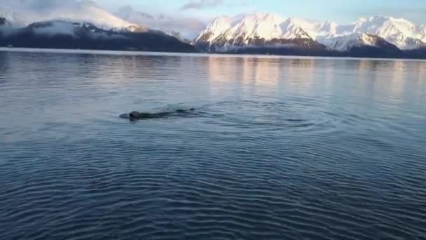 Морские Львы Морские Выдры Холодных Водах Аляски — стоковое видео