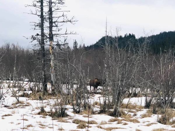 Elch Der Alaska Winter — Stockfoto