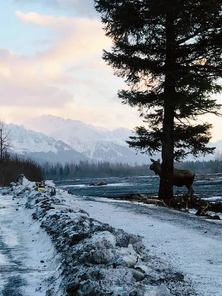 Лось Аляске Зимой — стоковое фото